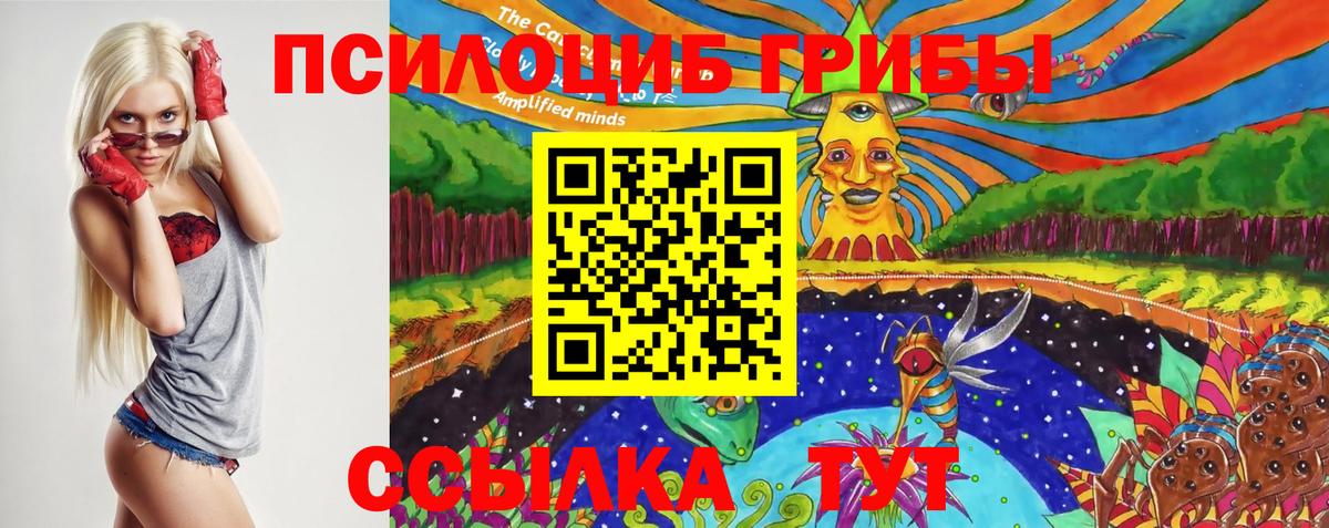 Сокол  Псилоцибиновые грибы Cubensis  Вход с VPN 