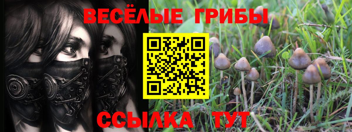 Галлюциногенные грибы GOLDEN TEACHER Сокол